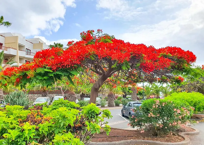 Terraza Sea & Sun Palm-mar