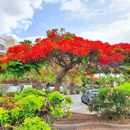 Terraza Sea & Sun Palm-mar